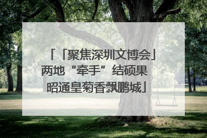 「聚焦深圳文博会」两地“牵手”结硕果 昭通皇菊香飘鹏城