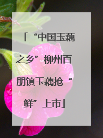 “中国玉藕之乡”柳州百朋镇玉藕抢“鲜”上市