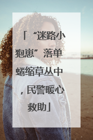 “迷路小狍崽”落单蜷缩草丛中，民警暖心救助