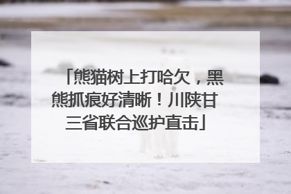 熊猫树上打哈欠，黑熊抓痕好清晰！川陕甘三省联合巡护直击