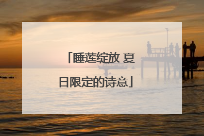 睡莲绽放 夏日限定的诗意