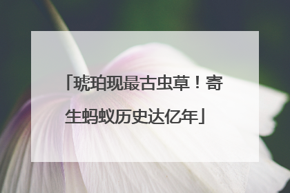 琥珀现最古虫草！寄生蚂蚁历史达亿年