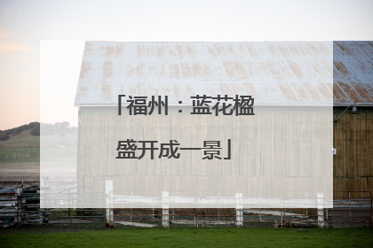 福州：蓝花楹盛开成一景