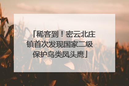 稀客到！密云北庄镇首次发现国家二级保护鸟类凤头鹰