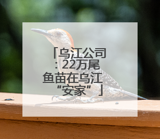 乌江公司：22万尾鱼苗在乌江“安家”