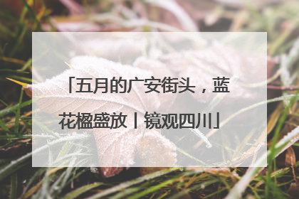 五月的广安街头，蓝花楹盛放丨镜观四川