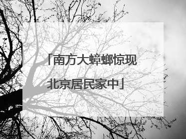 南方大蟑螂惊现北京居民家中