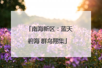 南海新区：蓝天碧海 群鸟翔集
