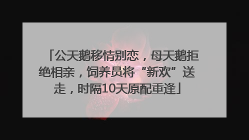 公天鹅移情别恋，母天鹅拒绝相亲，饲养员将“新欢”送走，时隔10天原配重逢