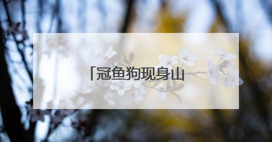 冠鱼狗现身山航院 刷新滨州市鸟类新纪录