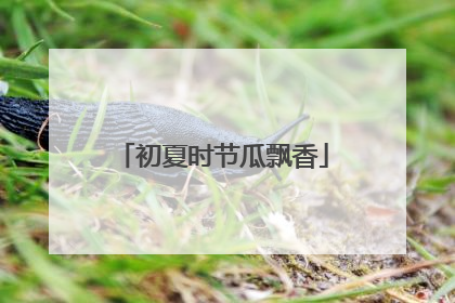 初夏时节瓜飘香