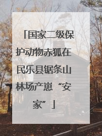 国家二级保护动物赤狐在民乐县锯条山林场产崽“安家”