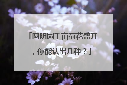 圆明园千亩荷花盛开，你能认出几种？