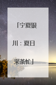 宁夏银川：夏日采茶忙