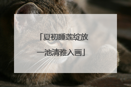 夏初睡莲绽放 一池清雅入画