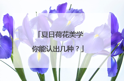 夏日荷花美学 你能认出几种？