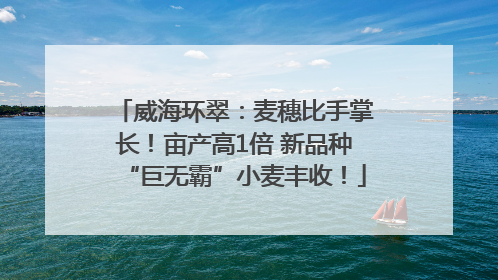 威海环翠：麦穗比手掌长！亩产高1倍 新品种“巨无霸”小麦丰收！