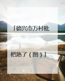 德兴市万村枇杷熟了（图）