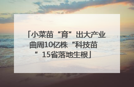 小菜苗“育”出大产业 曲周10亿株“科技苗”15省落地生根