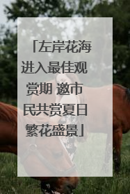 左岸花海进入最佳观赏期 邀市民共赏夏日繁花盛景