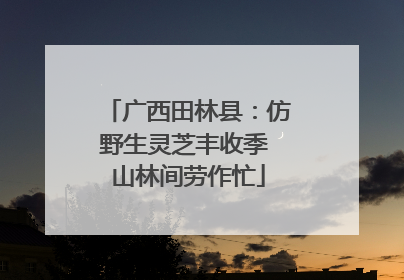 广西田林县：仿野生灵芝丰收季 山林间劳作忙