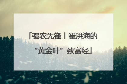 强农先锋丨崔洪海的“黄金叶”致富经