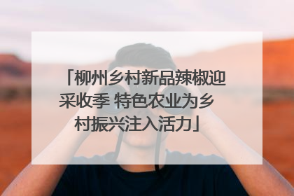柳州乡村新品辣椒迎采收季 特色农业为乡村振兴注入活力