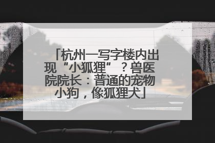 杭州一写字楼内出现“小狐狸”？兽医院院长：普通的宠物小狗，像狐狸犬