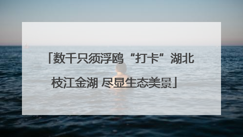 数千只须浮鸥“打卡”湖北枝江金湖 尽显生态美景