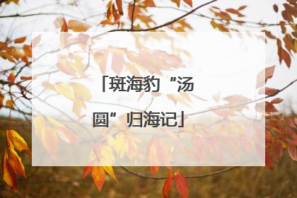 斑海豹“汤圆”归海记