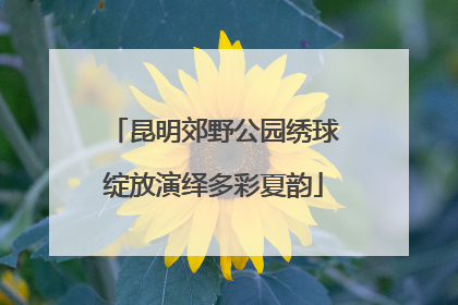 昆明郊野公园绣球绽放演绎多彩夏韵