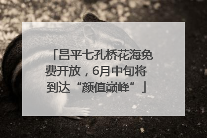 昌平七孔桥花海免费开放，6月中旬将到达“颜值巅峰”
