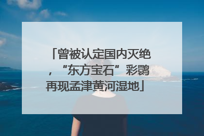 曾被认定国内灭绝，“东方宝石”彩鹮再现孟津黄河湿地