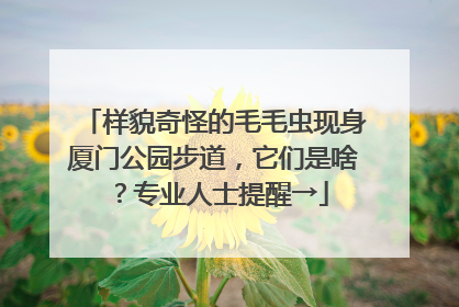 样貌奇怪的毛毛虫现身厦门公园步道，它们是啥？专业人士提醒→