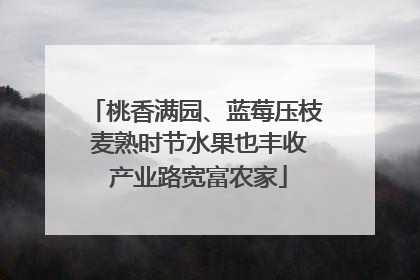 桃香满园、蓝莓压枝 麦熟时节水果也丰收 产业路宽富农家