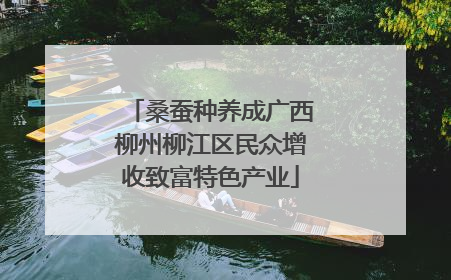 桑蚕种养成广西柳州柳江区民众增收致富特色产业