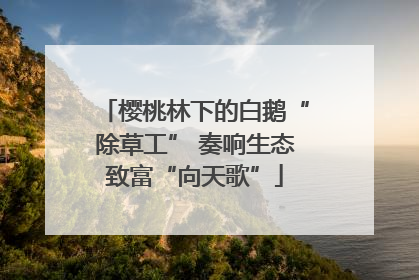 樱桃林下的白鹅“除草工” 奏响生态致富“向天歌”
