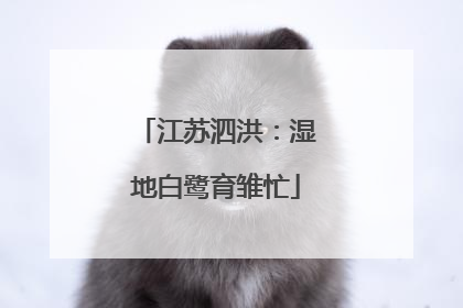 江苏泗洪：湿地白鹭育雏忙