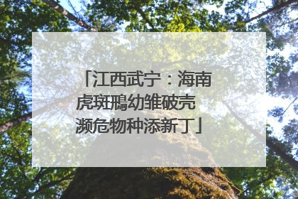 江西武宁：海南虎斑鳽幼雏破壳 濒危物种添新丁
