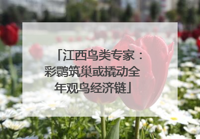 江西鸟类专家：彩鹮筑巢或撬动全年观鸟经济链