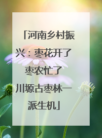 河南乡村振兴：枣花开了 枣农忙了 川塬古枣林一派生机