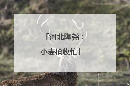 河北隆尧：小麦抢收忙