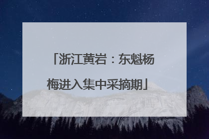 浙江黄岩：东魁杨梅进入集中采摘期