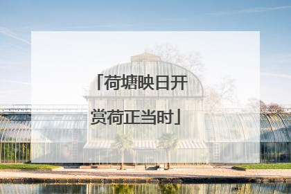 荷塘映日开 赏荷正当时