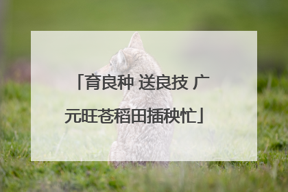 育良种 送良技 广元旺苍稻田插秧忙