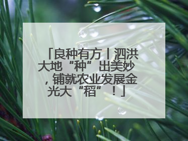 良种有方丨泗洪大地“种”出美妙，铺就农业发展金光大“稻”！
