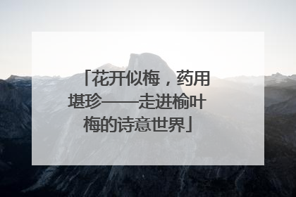 花开似梅，药用堪珍——走进榆叶梅的诗意世界