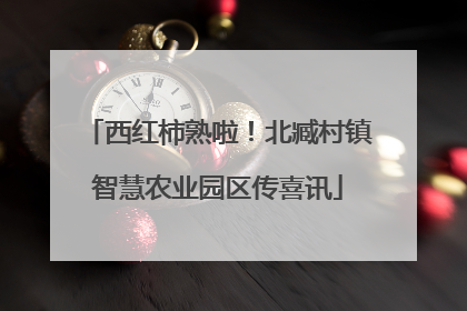 西红柿熟啦！北臧村镇智慧农业园区传喜讯