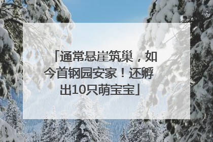 通常悬崖筑巢，如今首钢园安家！还孵出10只萌宝宝