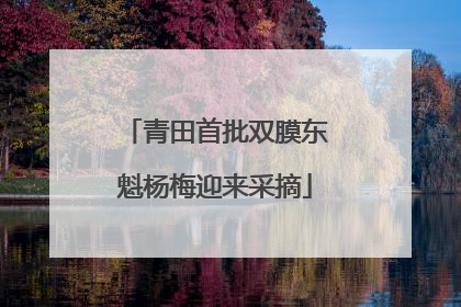 青田首批双膜东魁杨梅迎来采摘